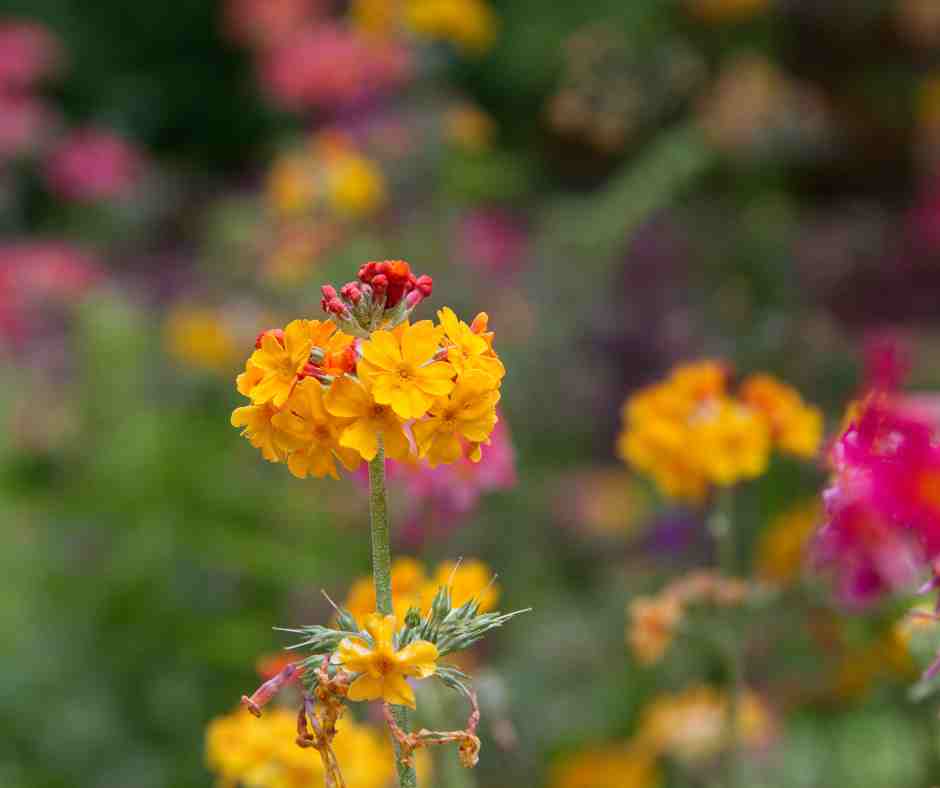Harlow Carr Gardens - Harrogate