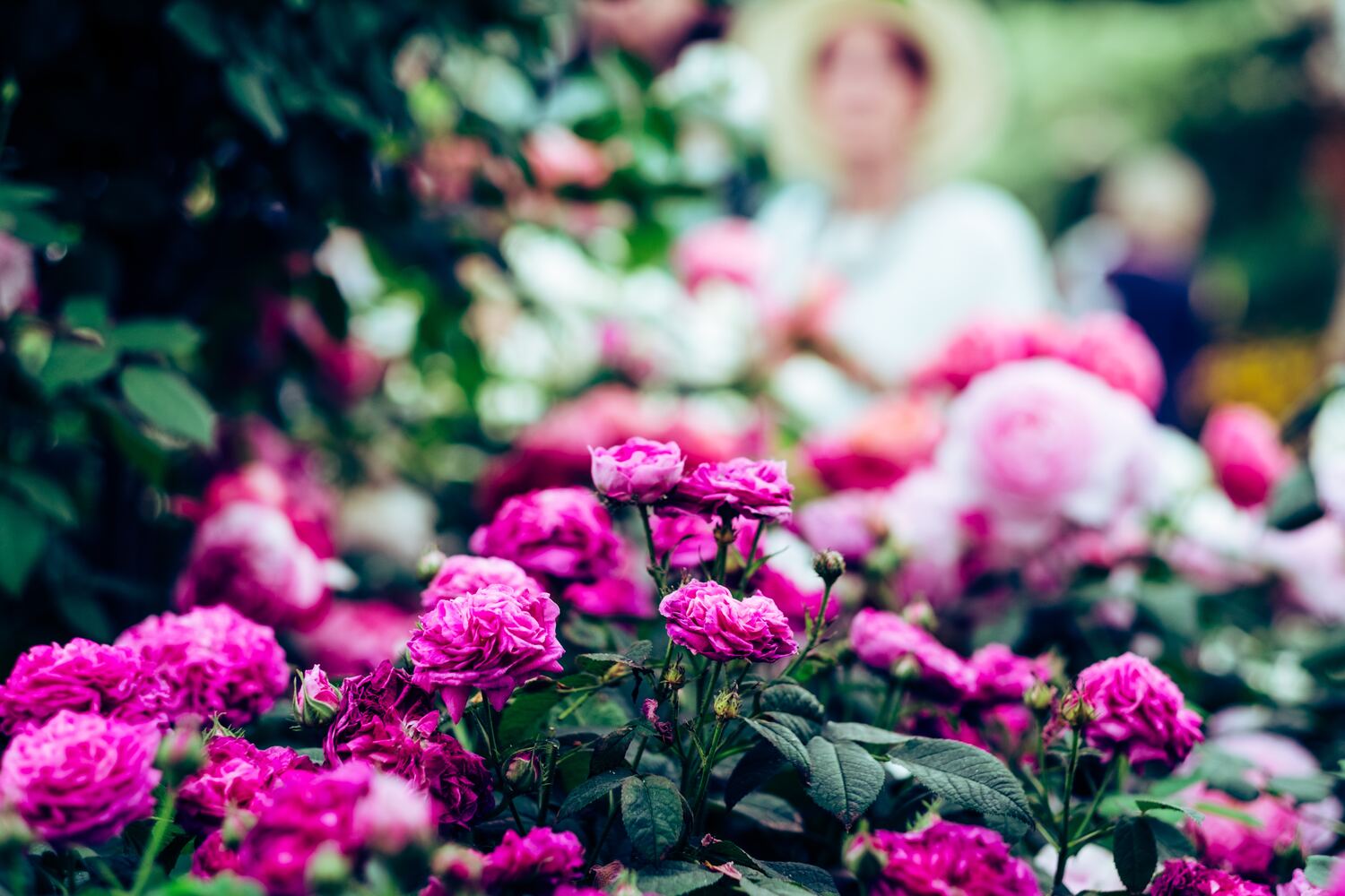 Harrogate Autumn Flower Show - Newby Hall