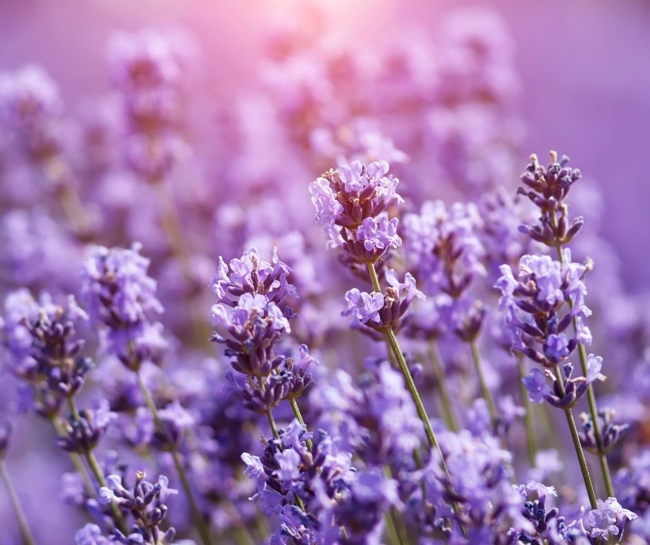 Yorkshire Lavender