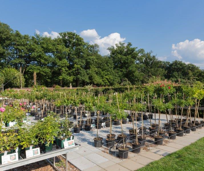 Houghton Hall Garden Centre & Carlisle