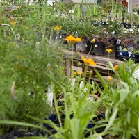 Garden Centre Plants Breezy Knees Coach Trip
