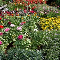 Harlow Carr Gardens Harrogate Coach Excursion