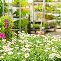 Garden Centre At Heighley Gate Morpeth Coach Trip