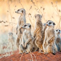 Meerkats Yorkshire Wildlife Park Coach Trip